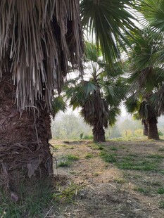 户外棕榈树林景观