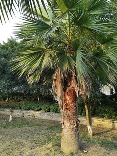 户外单株棕榈树景观