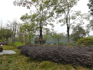 林间绿意盎然的自然景致