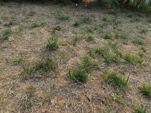 稀疏草地新生绿植露头