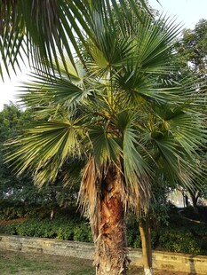 高大挺拔的棕榈树