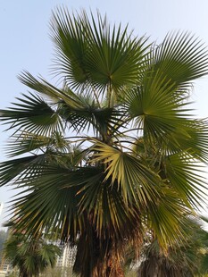 高大挺拔的棕榈树