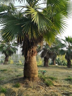 单株棕榈树于开阔草地