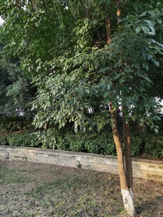 户外绿树成荫的宁静场景