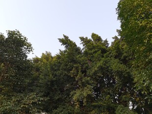 茂密绿树展现自然生机