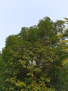 茂密绿树展现自然生机