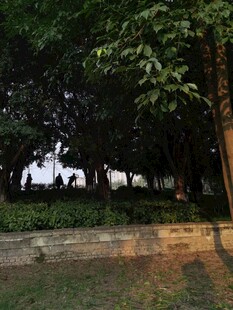 公园内的绿荫景致