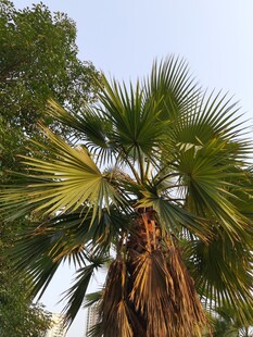 高大棕榈树尽显自然生机