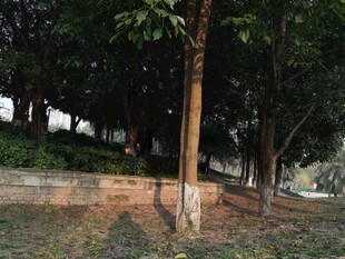 公园林间小道的静谧景致