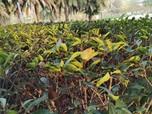 绿叶繁茂的植物景观