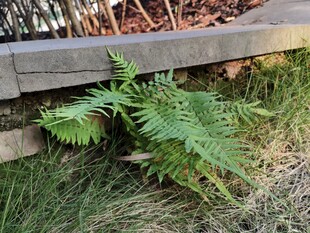 墙边生长的翠绿蕨类植物