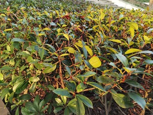 多彩叶片的植物景观