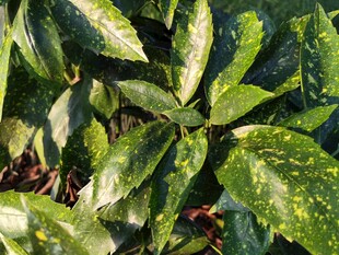 翠绿叶片上的晶莹水珠