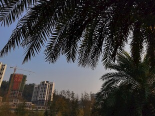 城市中葱郁的棕榈树景观