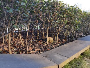 路边灌木丛下的落叶景象