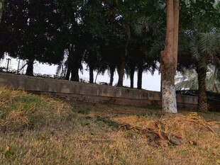 户外树木旁的土坡场景