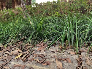 路边繁茂绿植与散落枯叶