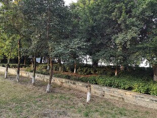 林间草地旁的树木景观