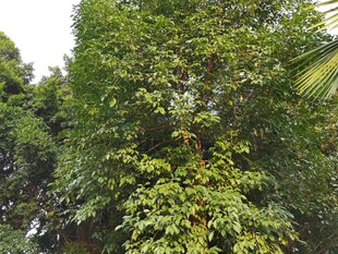 郁郁葱葱的繁茂树木