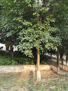 积水树林中的树木景观