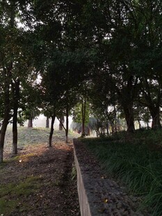 林间小道静谧自然之景