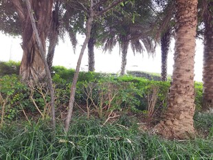 林间葱郁植物与高大树木