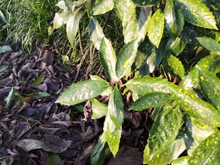 嫩绿叶片上的晶莹露珠