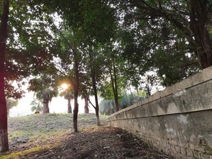 夕阳下的林间小道