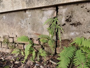 石墙边的蕨类植物