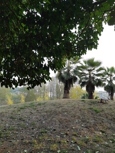 林间草地的静谧自然景象