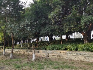 户外树林草地风景图