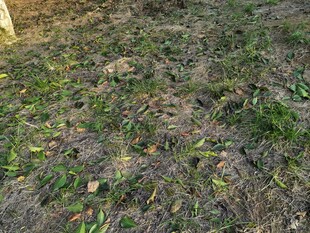 地面上的杂草与落叶