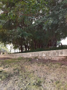 户外树林边的石砌矮墙