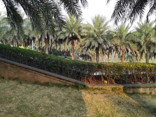 户外棕榈树绿植景观