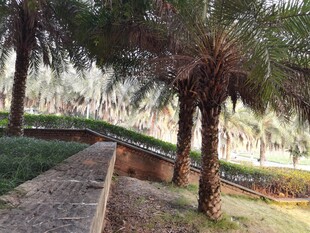 户外棕榈树景观