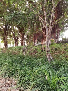 林间草地绿意盎然景象