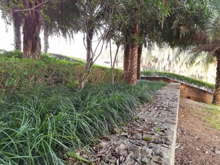 园林小径旁的绿植景观