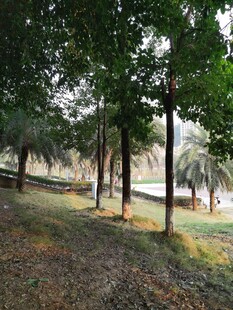 林间静谧小道景色