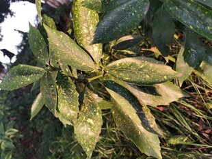 染病的植物叶片特写