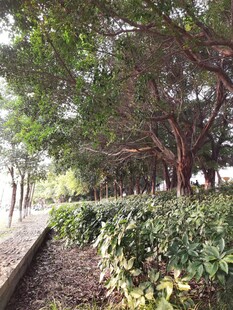 林荫下的绿植景观