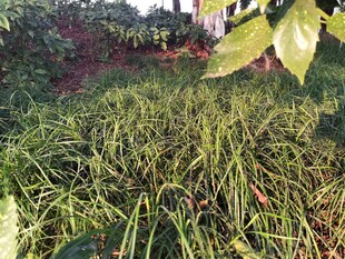 户外茂盛草地景象