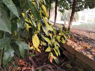 墙边多彩植物景观