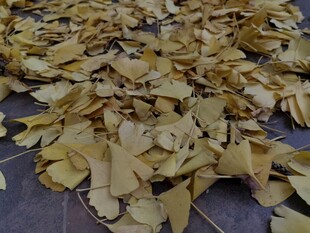 地面上的金黄银杏落叶