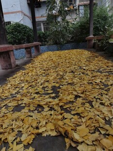 满地金黄银杏叶的美景