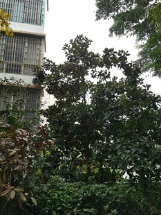 城市中繁茂的绿树景观