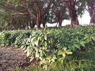 绿叶繁茂的植物与树木景观