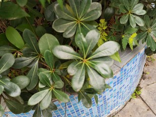 蓝盆中翠绿的多肉植物