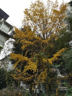 秋日金黄树木景致