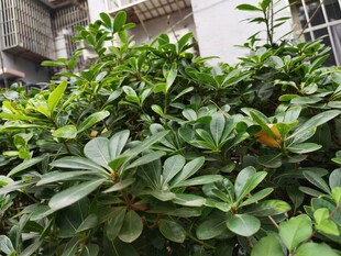 绿叶繁茂的庭院绿植