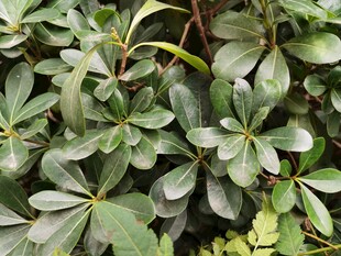 绿叶繁茂的植物景观